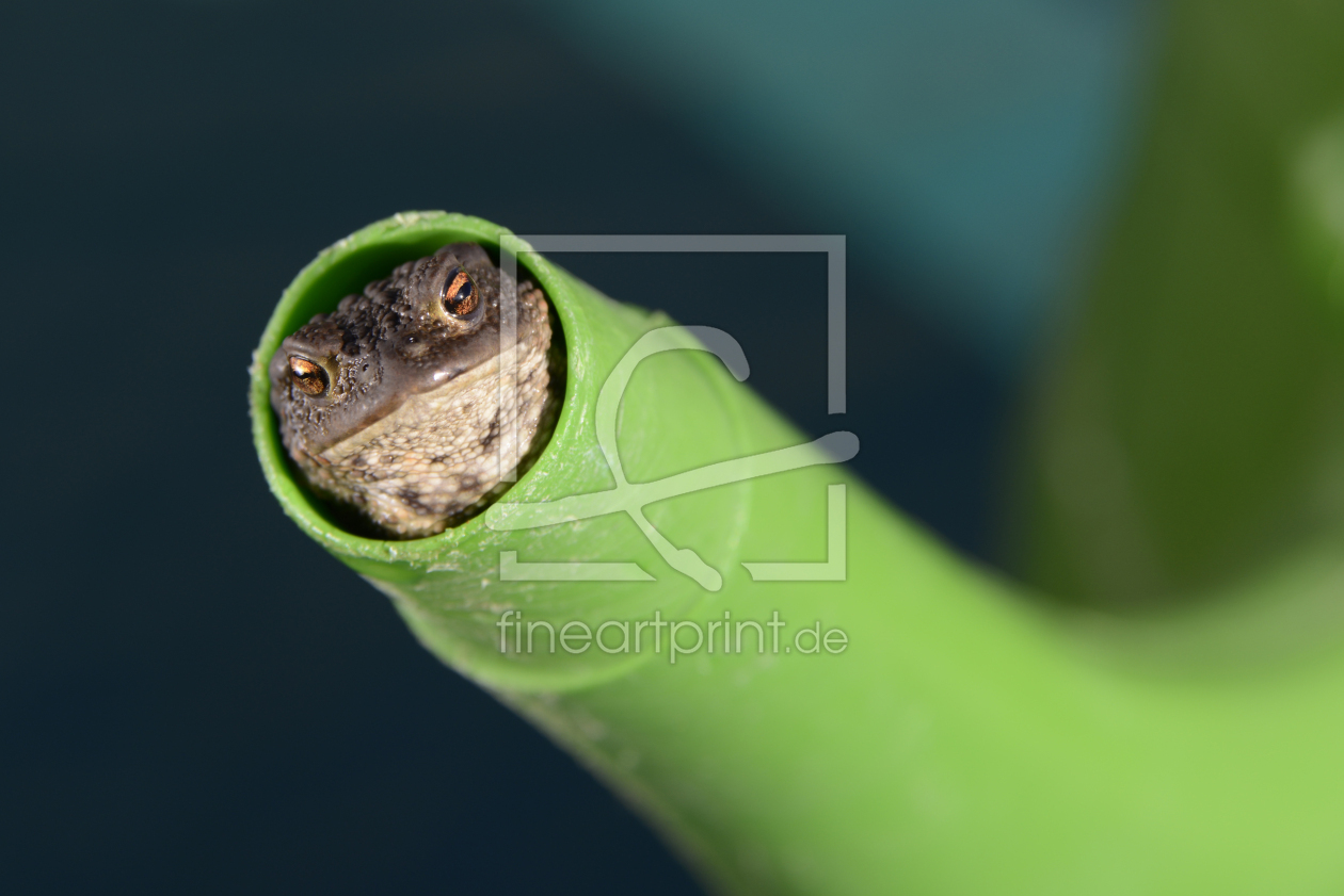Bild-Nr.: 10997444 caught in a watering can erstellt von Susann Kuhr