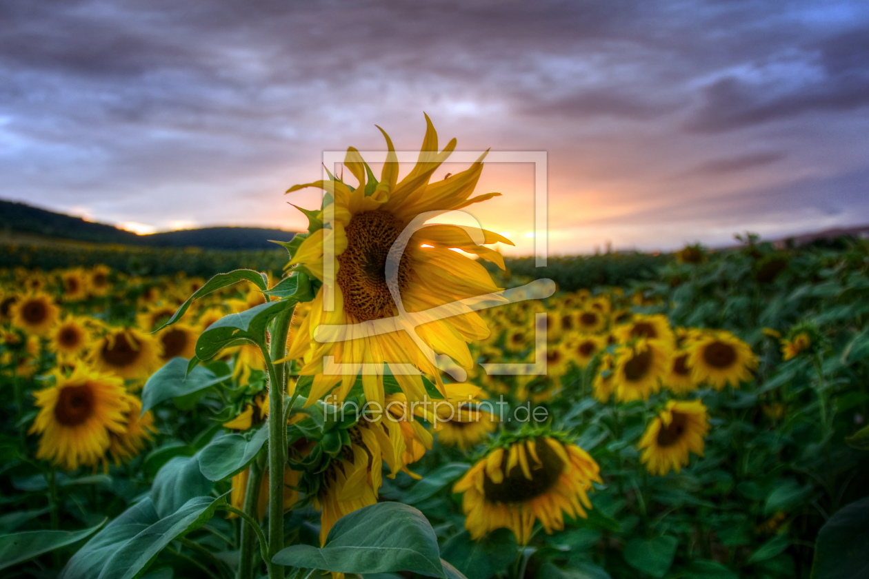 Bild-Nr.: 10998168 Summer Rises erstellt von Steffen Gierok