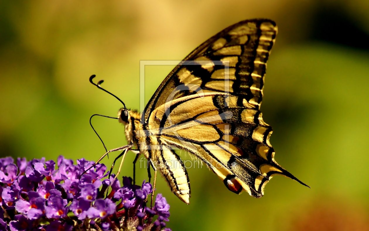 Bild-Nr.: 10998174 Butterfly erstellt von youhaveadream