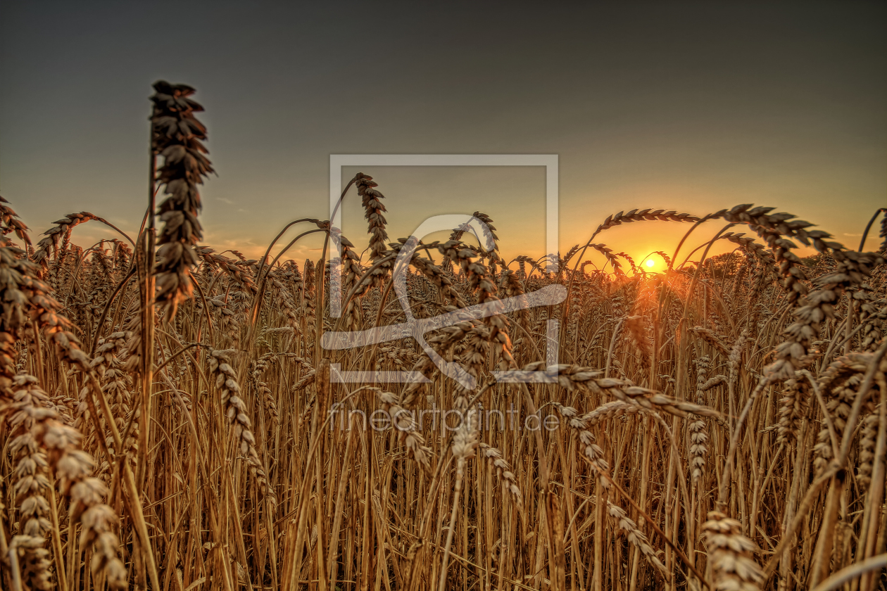 Bild-Nr.: 11000104 Weizen erstellt von PhotoArt-Hartmann