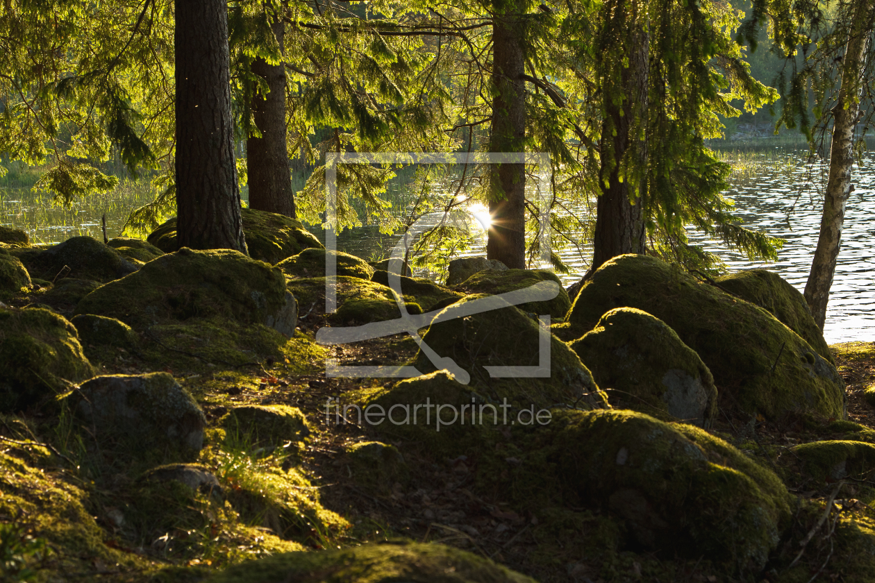 Bild-Nr.: 11000650 Wald in Schweden 2  erstellt von Anja Schäfer