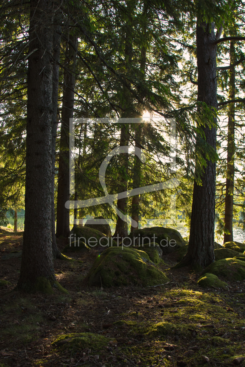 Bild-Nr.: 11000652 Wald in Schweden 5 erstellt von Anja Schäfer