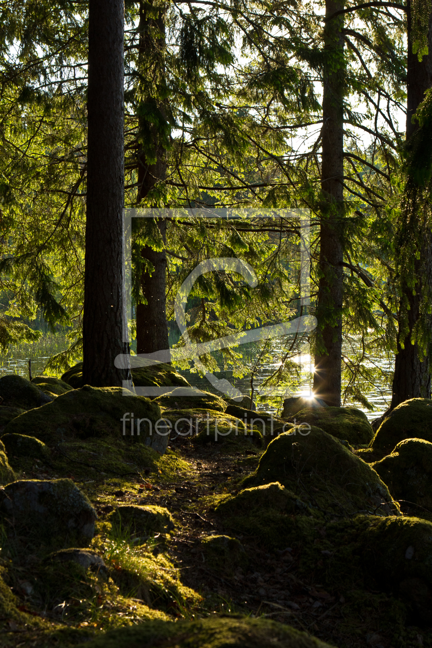 Bild-Nr.: 11001894 Wald in Schweden 3 erstellt von Anja Schäfer