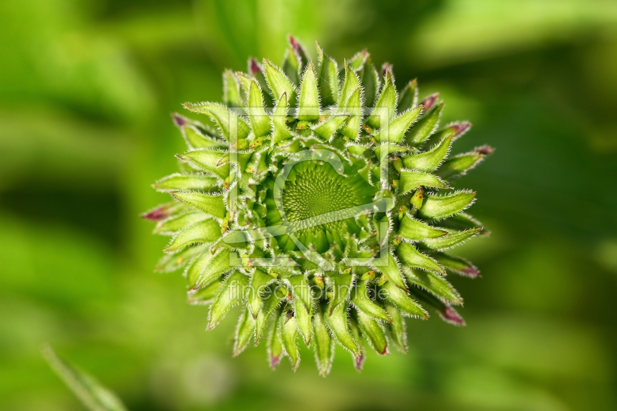 Bild-Nr.: 11003636 Knospe von oben erstellt von falconer59