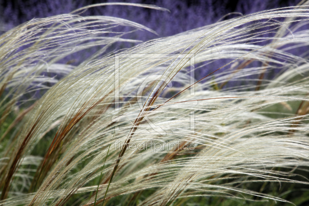 Bild-Nr.: 11003648 Federgras    Stipa pennata erstellt von Renate Knapp