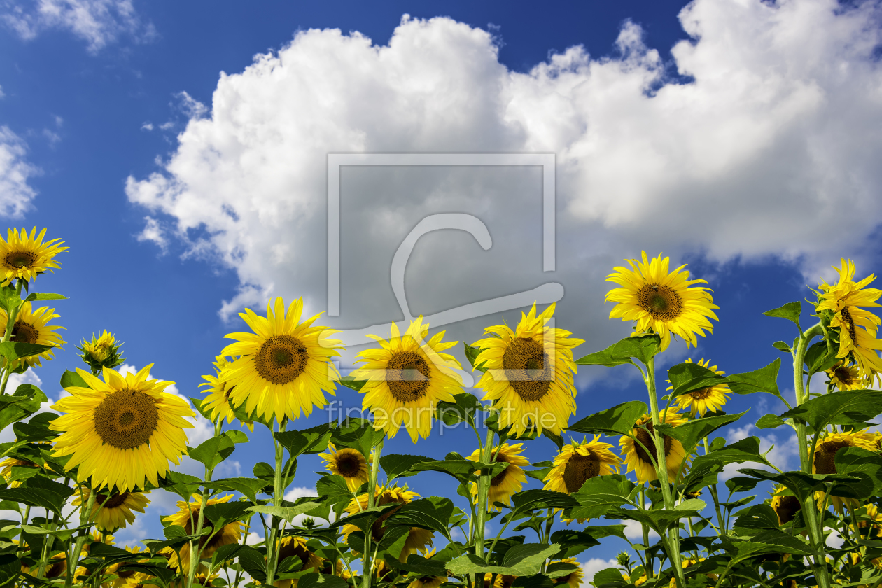 Bild-Nr.: 11005318 Sonnenblumenfeld erstellt von Wolfgang Zwanzger