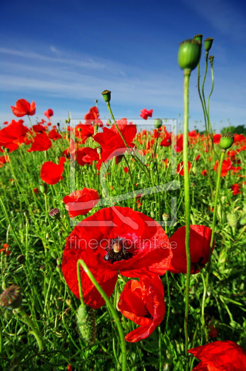 Bild-Nr.: 11005848 Sommermohn erstellt von Ina  Penning