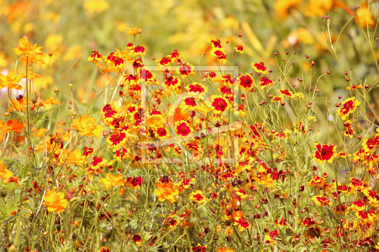 Bild-Nr.: 11006090 Sommerwiese erstellt von Heike  Hultsch