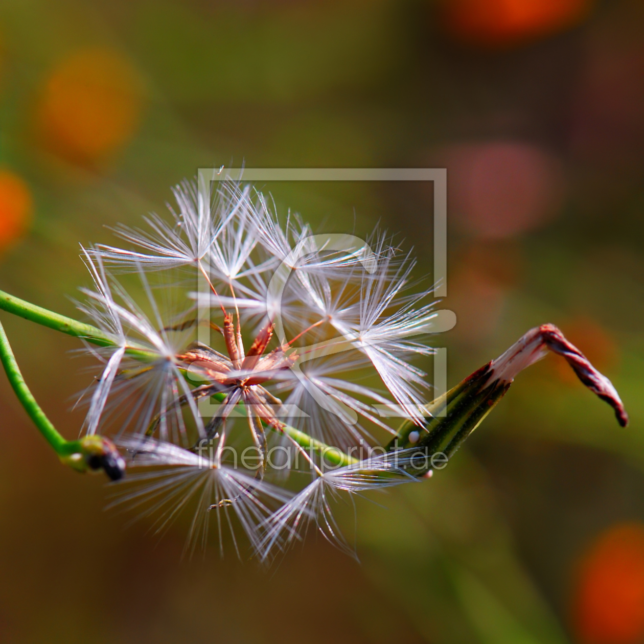 Bild-Nr.: 11007206 Pusteblume erstellt von Atteloi