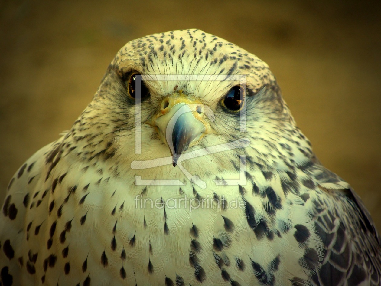 Bild-Nr.: 11007412 Tierportrait erstellt von WaldfeeSilvana