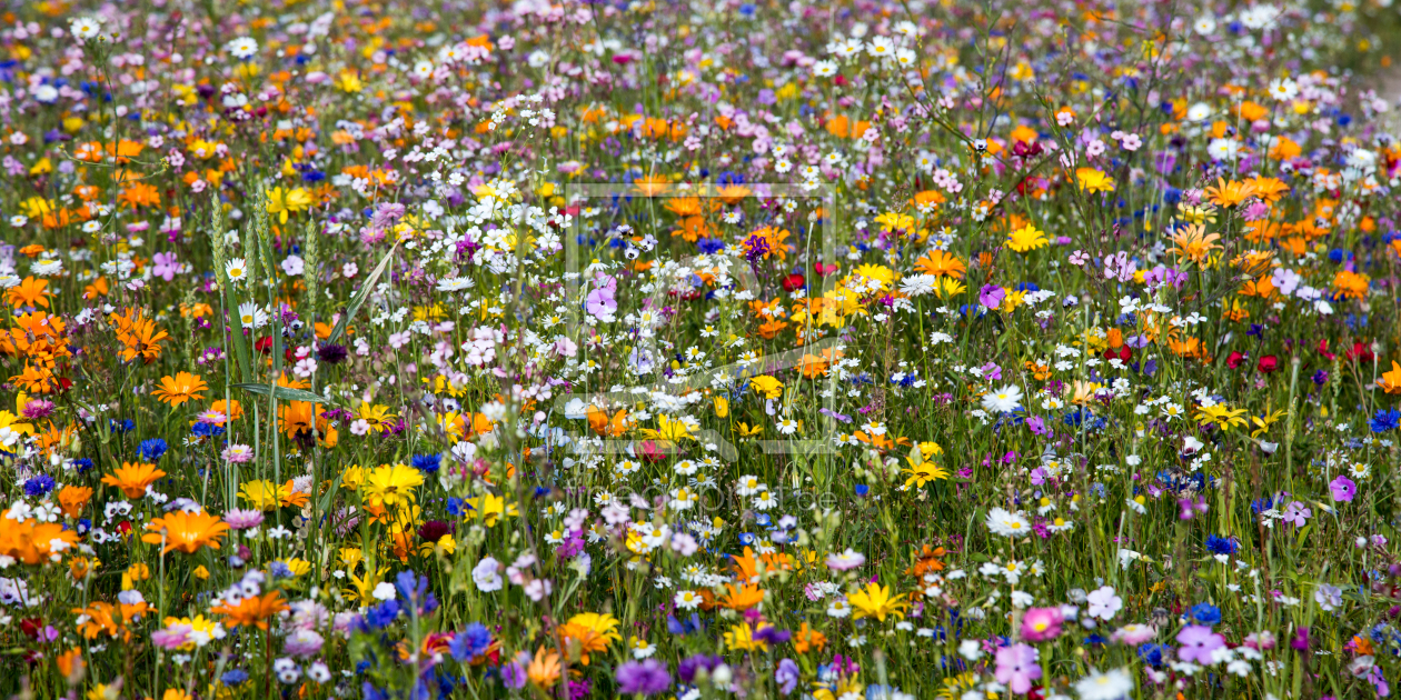 Bild-Nr.: 11008810 Wildblumenwiese erstellt von TomKli