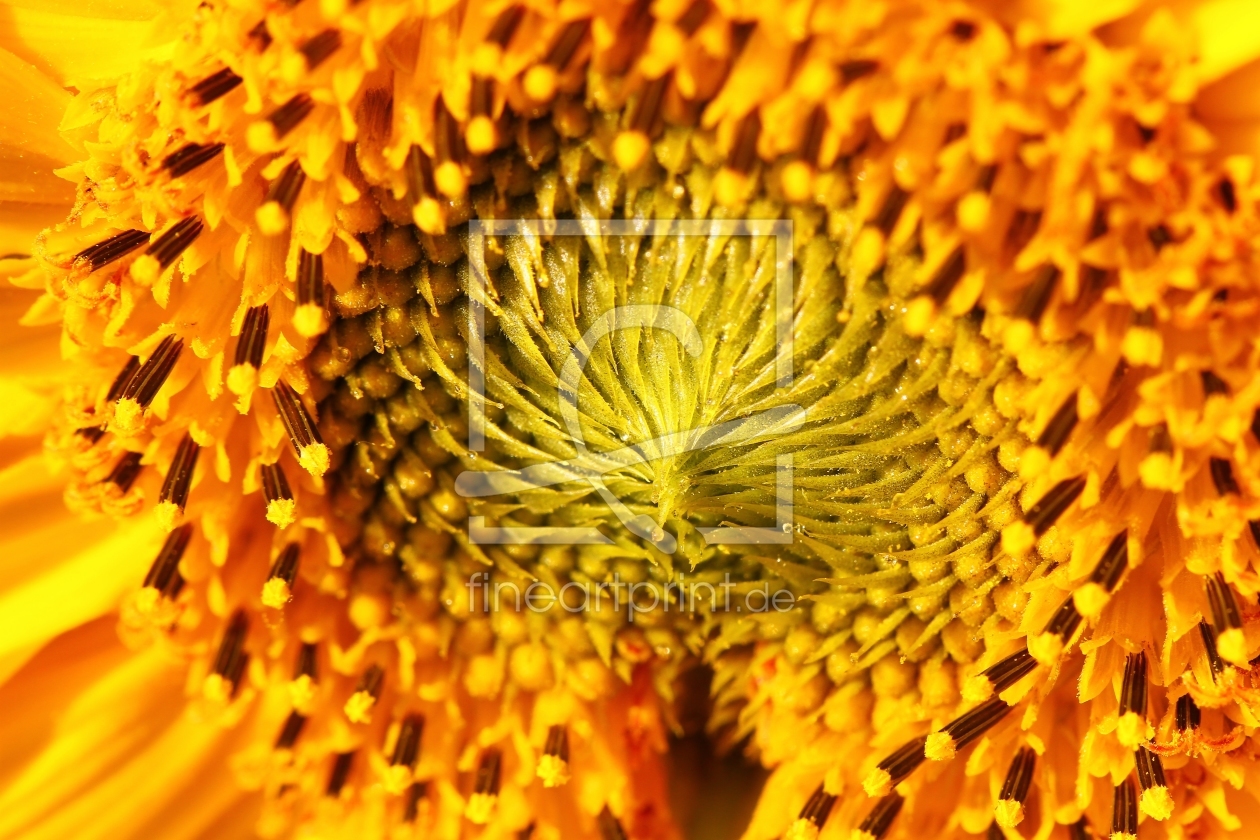 Bild-Nr.: 11010050 Sonnenblume am Morgen erstellt von falconer59