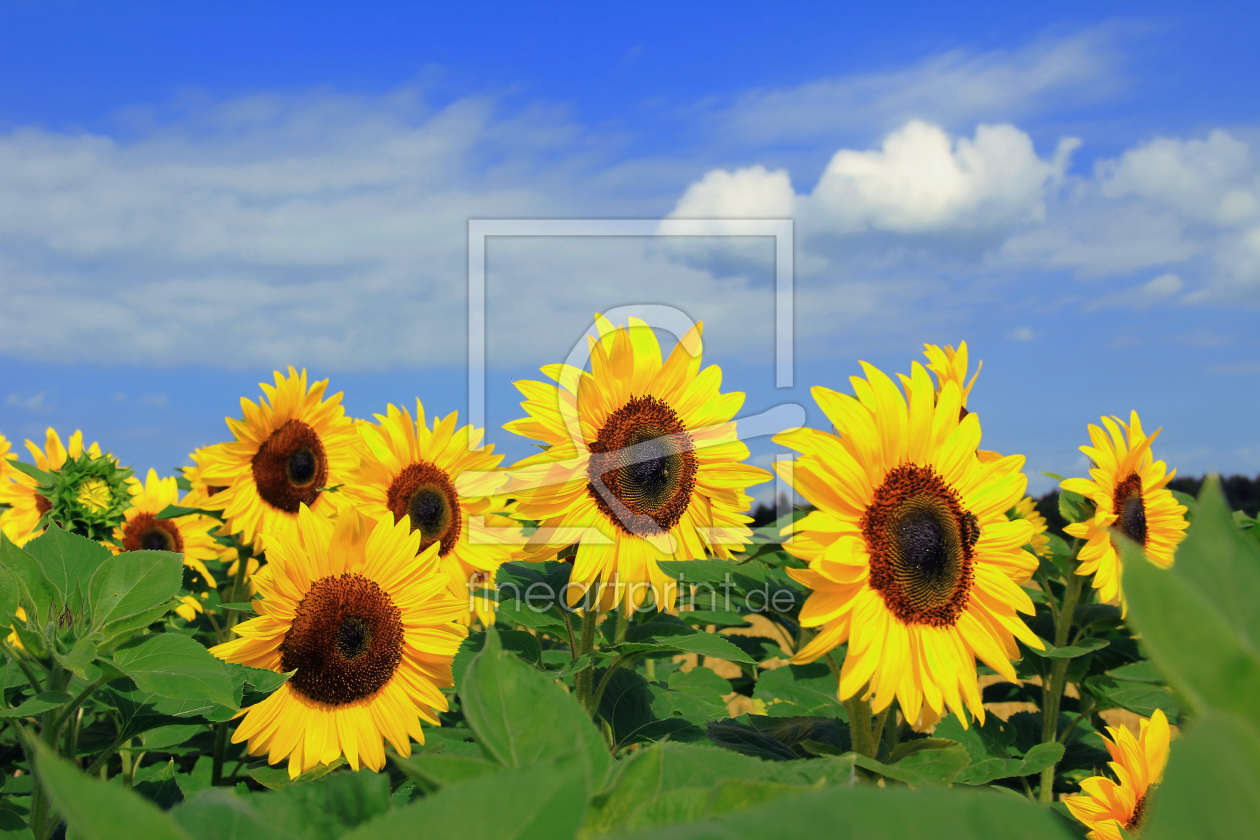 Bild-Nr.: 11012036 Sonnenblumen erstellt von SusaZoom