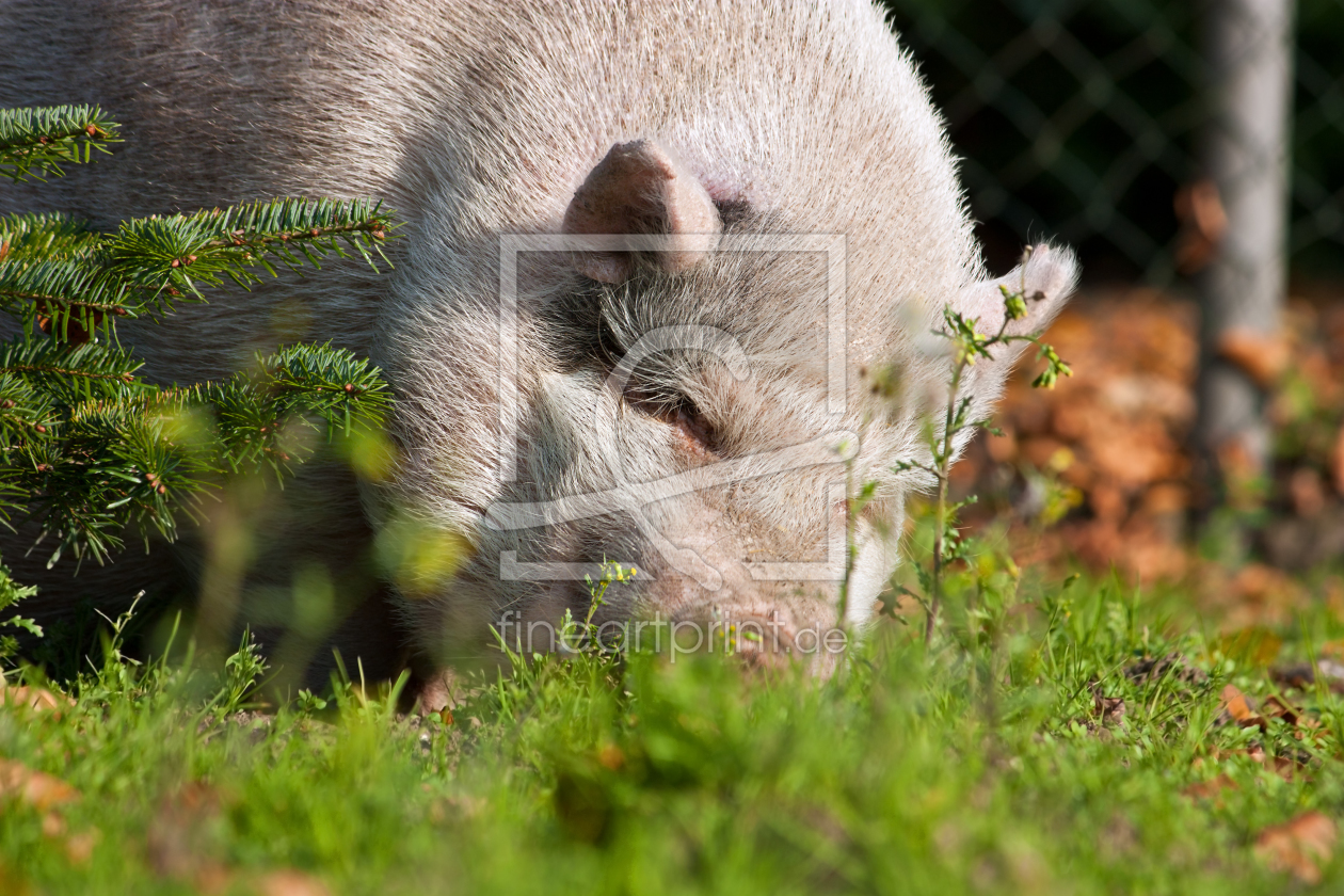 Bild-Nr.: 11013486 Schwein hinter Tannen erstellt von Gilidhor