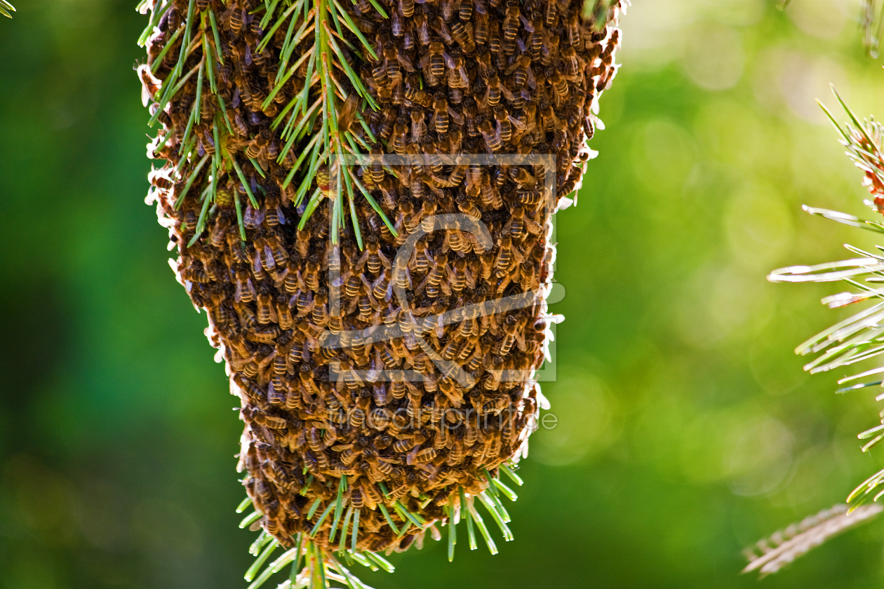 Bild-Nr.: 11014160 Bienenschwarm am Ast erstellt von Gilidhor