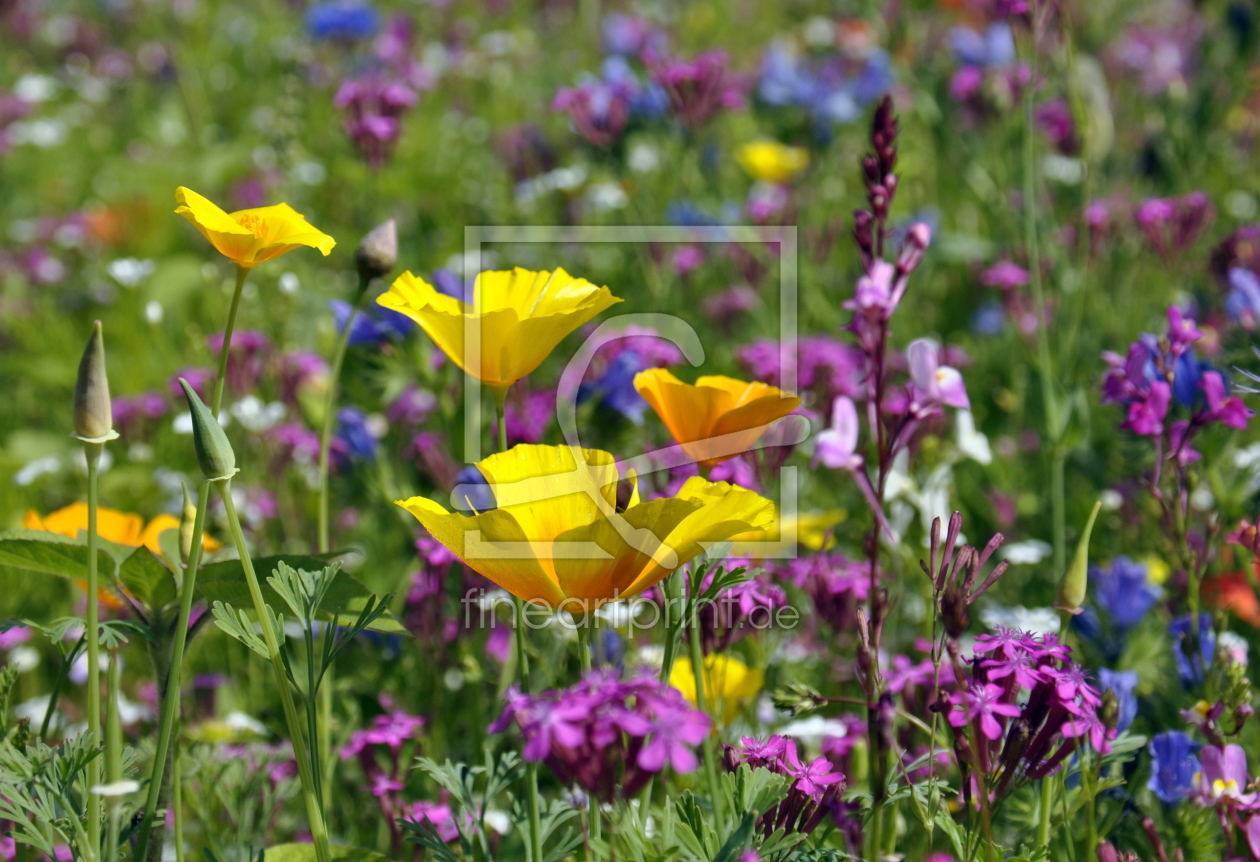 Bild-Nr.: 11015238 Leuchtende Sommerfarben erstellt von GUGIGEI