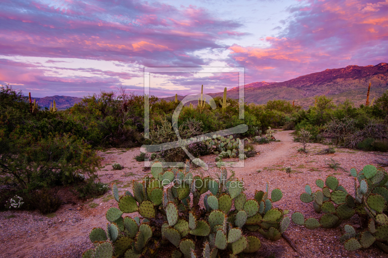 Bild-Nr.: 11017450 Cactus Desert Sunset erstellt von StefanLindlPhotography