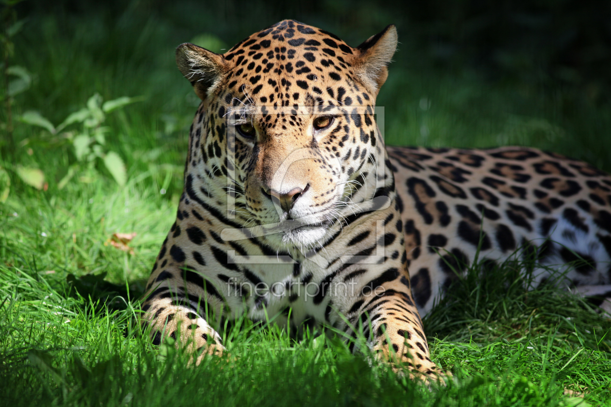 Bild-Nr.: 11017650 Jaguar erstellt von FotoDeHRO
