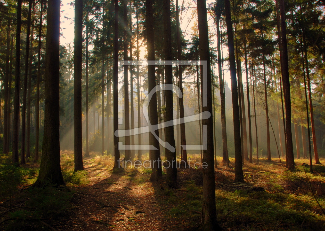 Bild-Nr.: 11017850 Licht im Wald erstellt von GUGIGEI