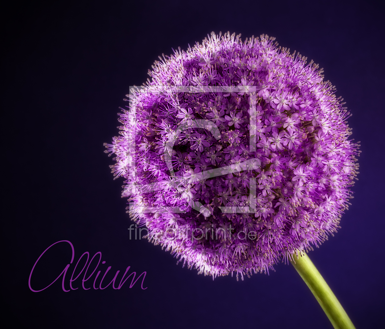 Bild-Nr.: 11018146 Allium erstellt von Simone Vanummissen