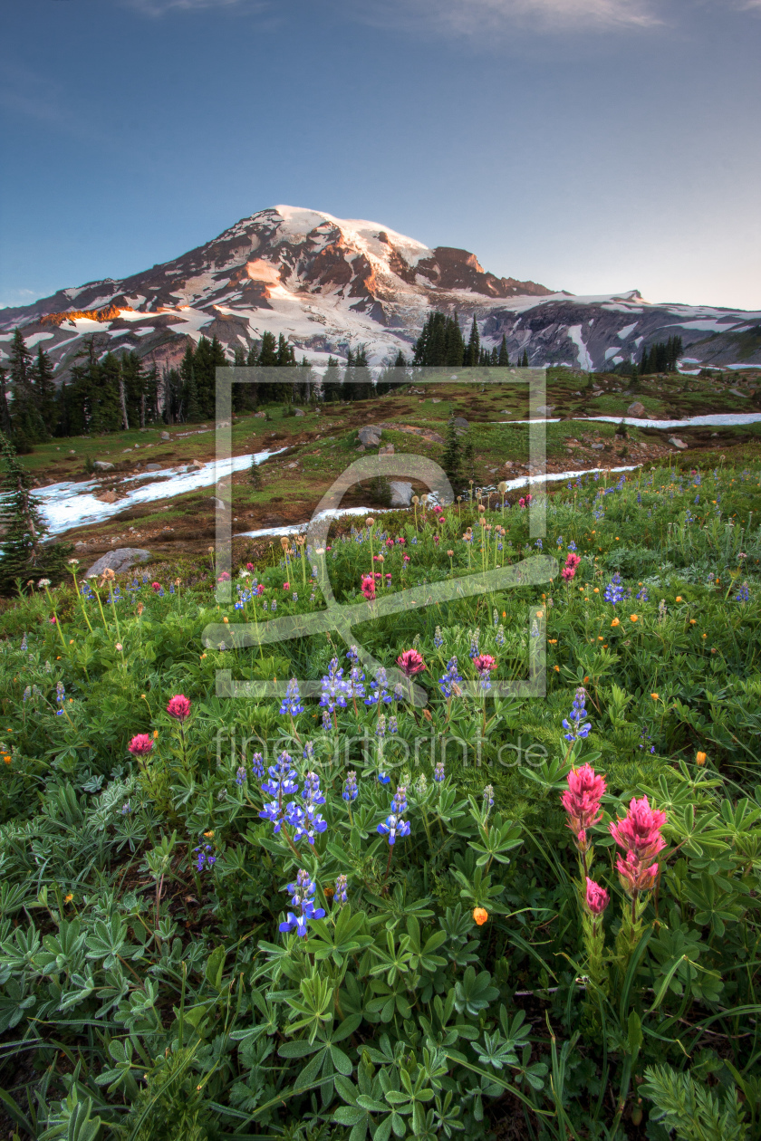 Bild-Nr.: 11019417 Wildflower Sunrise erstellt von StefanLindlPhotography