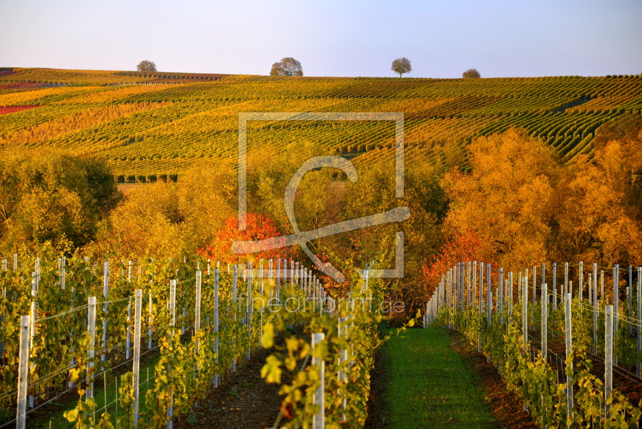 Bild-Nr.: 11020084 Herbst im Weinberg erstellt von GUGIGEI