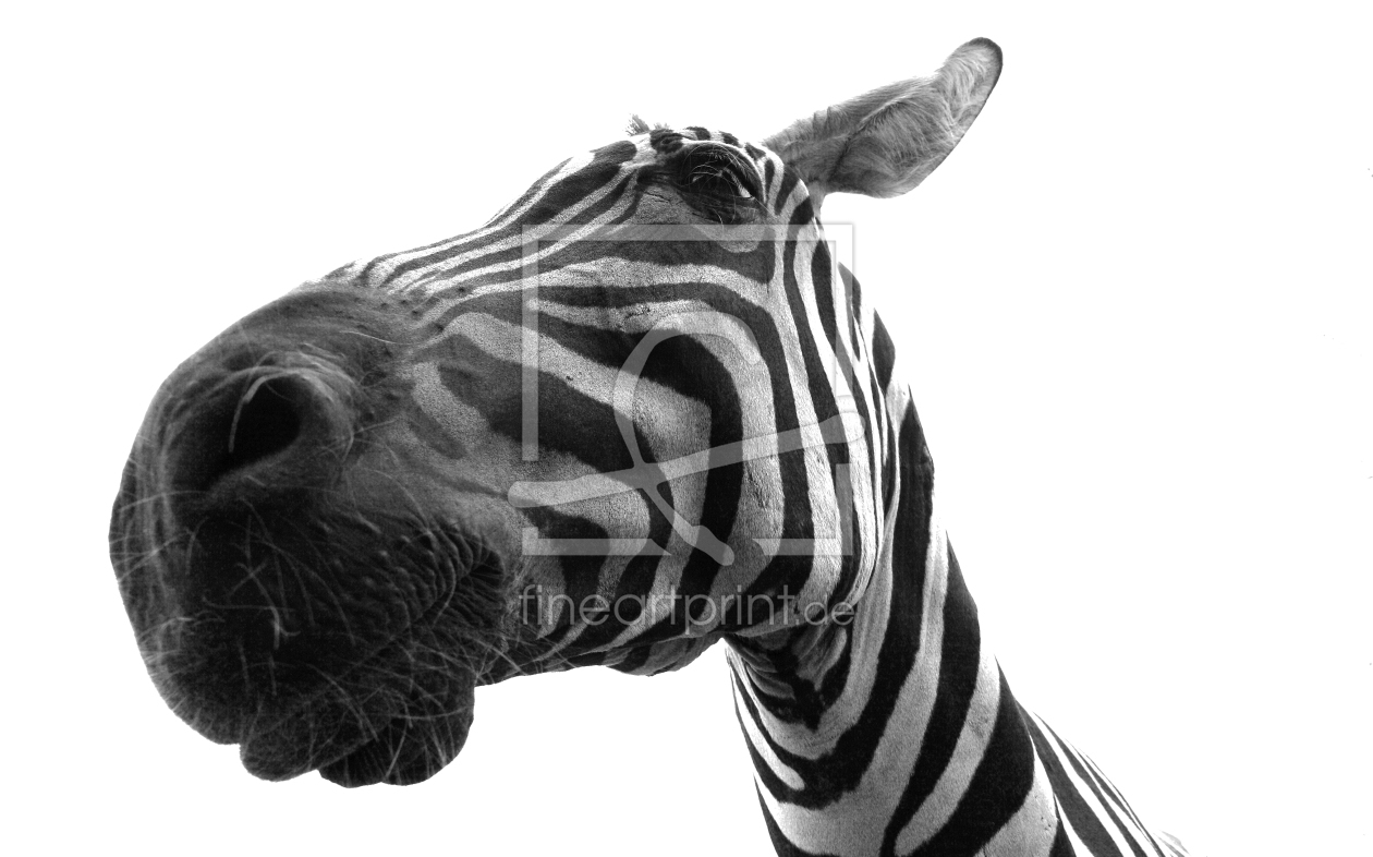 Bild-Nr.: 11020226 Cool Zebra erstellt von Buellom