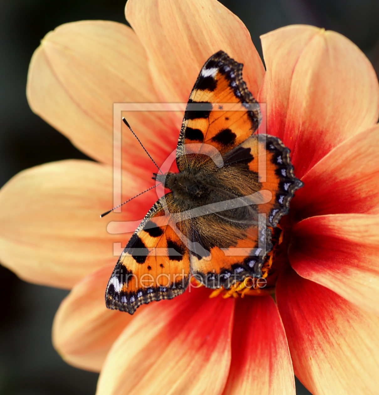 Bild-Nr.: 11021603 Fuchsjagd erstellt von youhaveadream