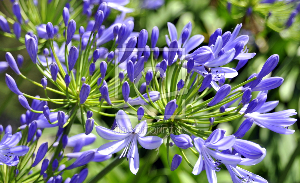 Bild-Nr.: 11022591 Liebesblume erstellt von GUGIGEI