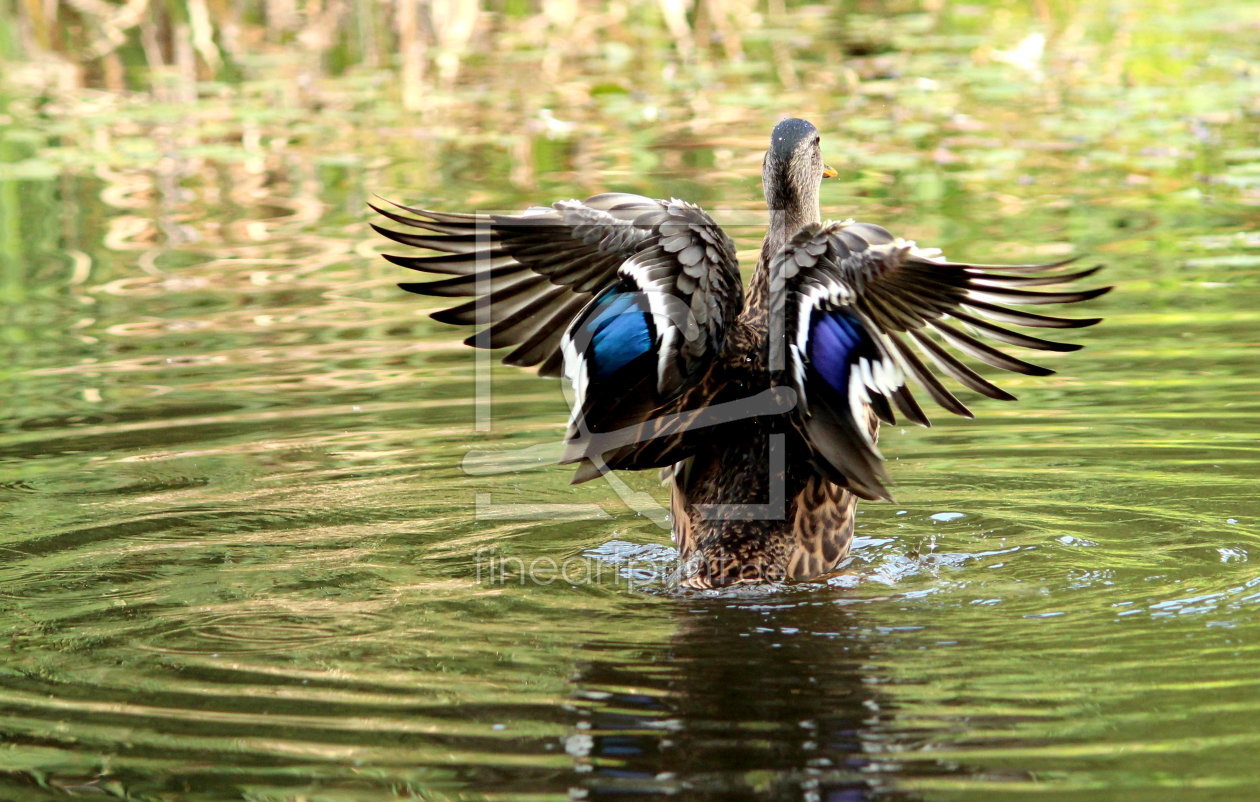 Bild-Nr.: 11022747 Stockente erstellt von Heike Hultsch