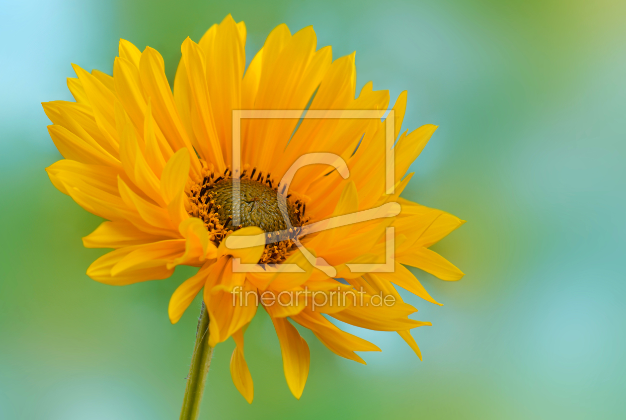 Bild-Nr.: 11022843 Sommerblume erstellt von Atteloi