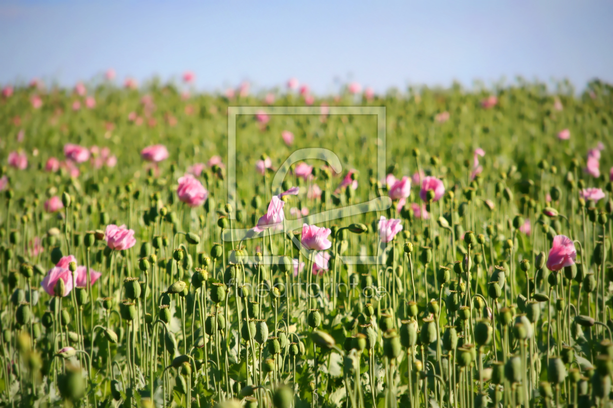 Bild-Nr.: 11024781 pink poppies erstellt von Steflei