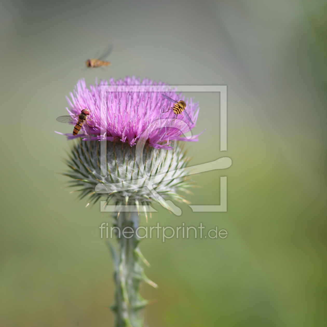 Bild-Nr.: 11025833 Distel erstellt von FotoDeHRO