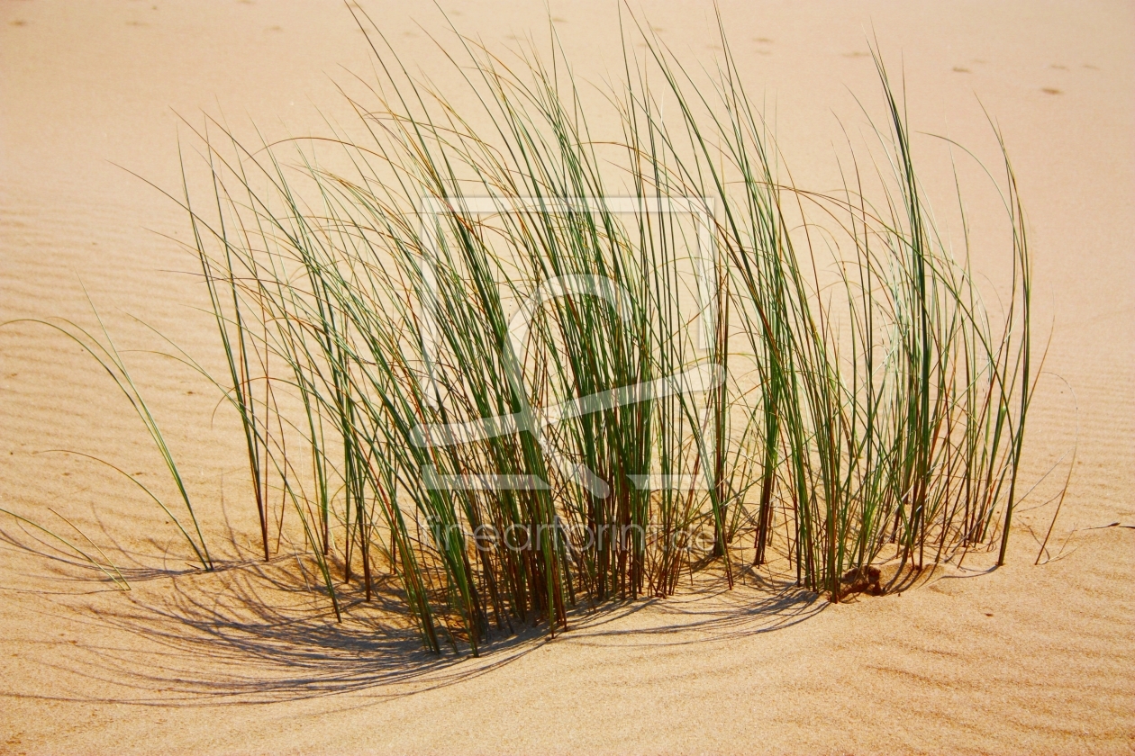 Bild-Nr.: 11026003 Gras und Sand erstellt von Bettina Schnittert