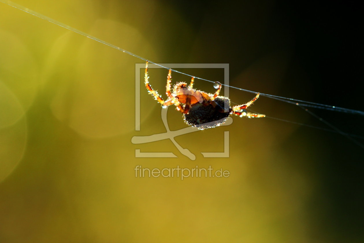 Bild-Nr.: 11028281 Spinne im Morgentau erstellt von Heike  Hultsch