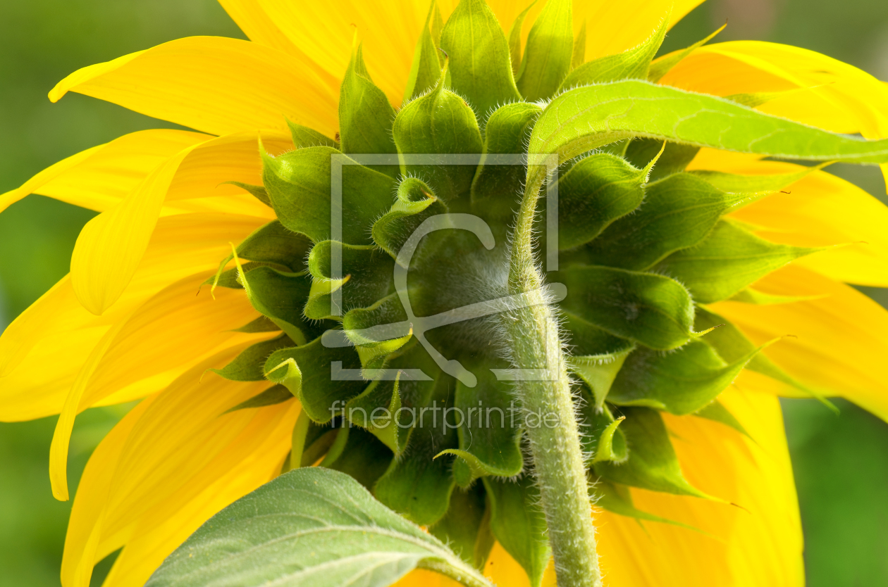 Bild-Nr.: 11031383 Sunflower erstellt von Steffen Gierok