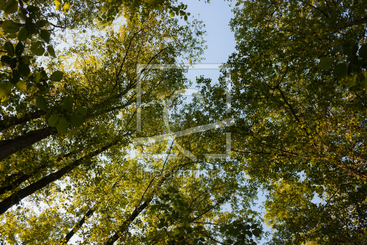 Bild-Nr.: 11031451 Himmel im Wald erstellt von Gilidhor