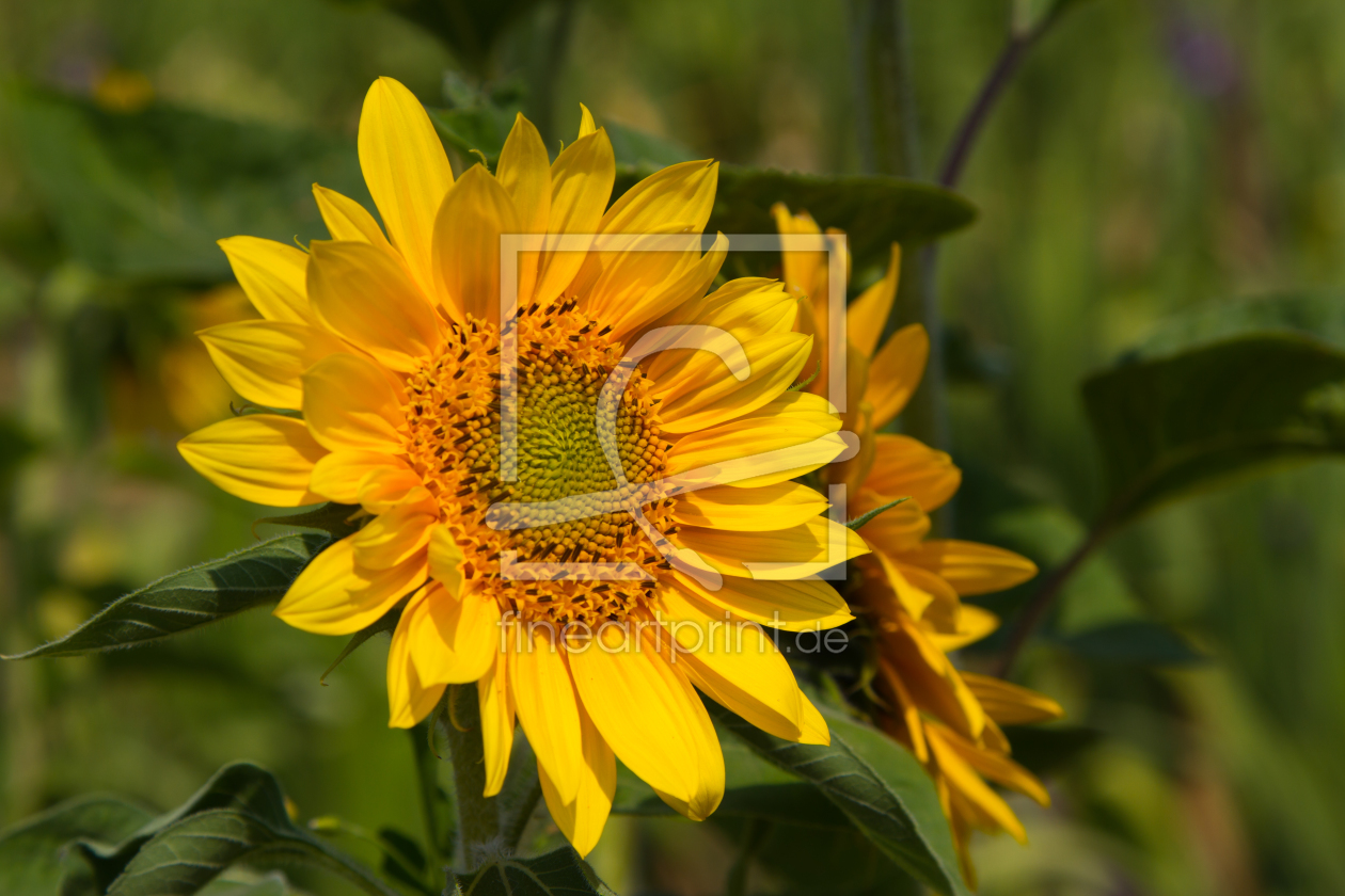 Bild-Nr.: 11032041 Helianthus - Sonnenblumen erstellt von Ursula  Di Chito