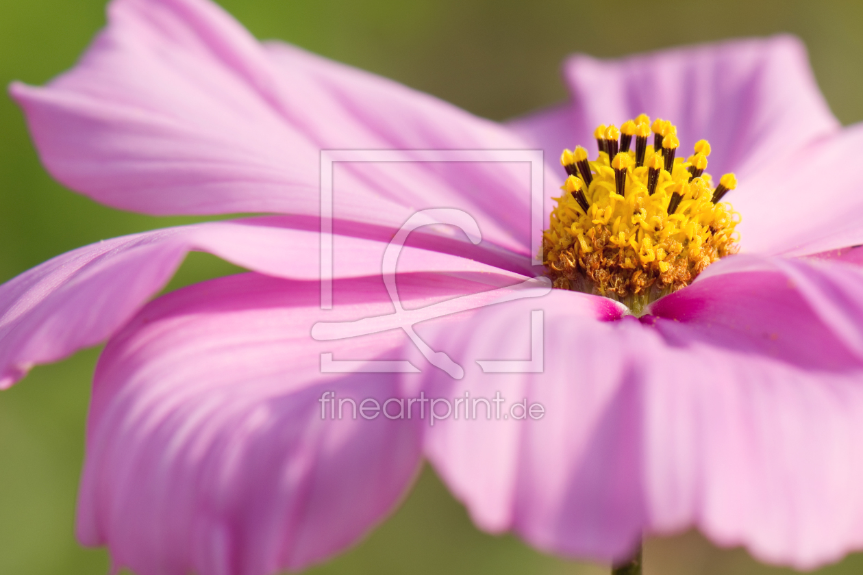 Bild-Nr.: 11032173 Cosmea erstellt von Steffen Gierok