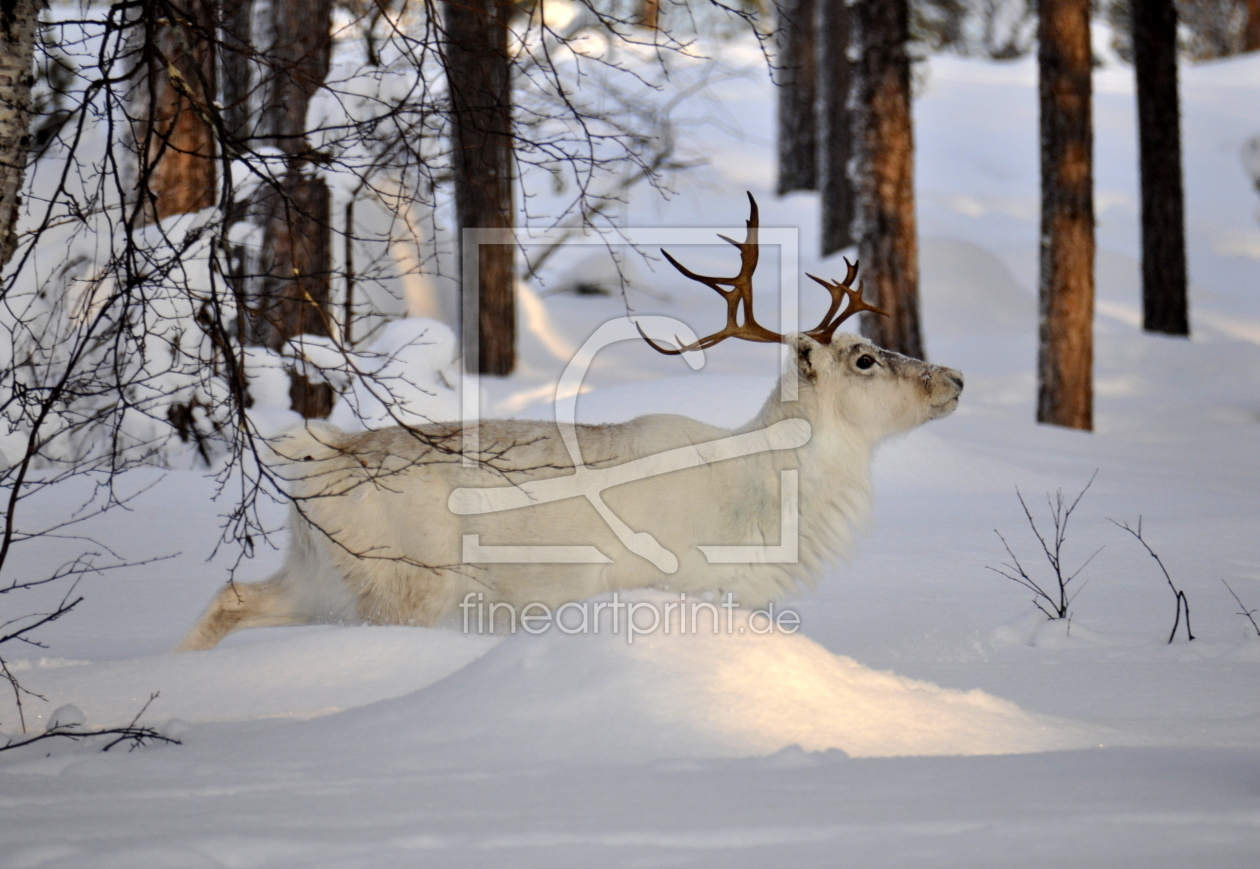 Bild-Nr.: 11032333 white reindeer erstellt von GUGIGEI
