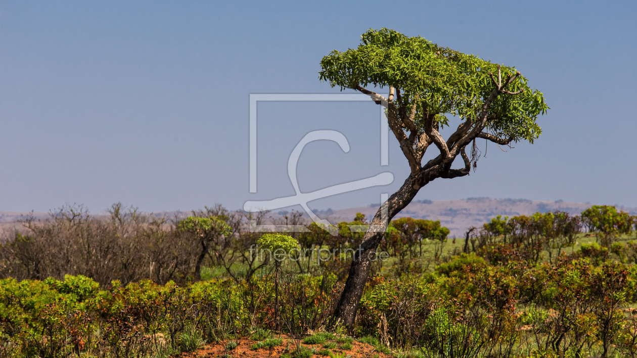 Bild-Nr.: 11032783 Southafrican Tree erstellt von TomKli