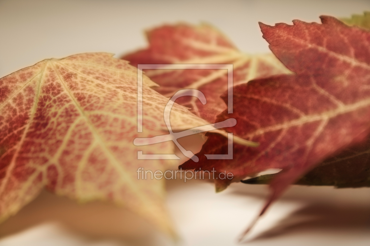 Bild-Nr.: 11033345 Autumn erstellt von DagmarMarina
