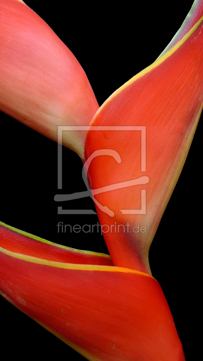 Bild-Nr.: 11033861 Heliconia erstellt von Rolf Eschbach