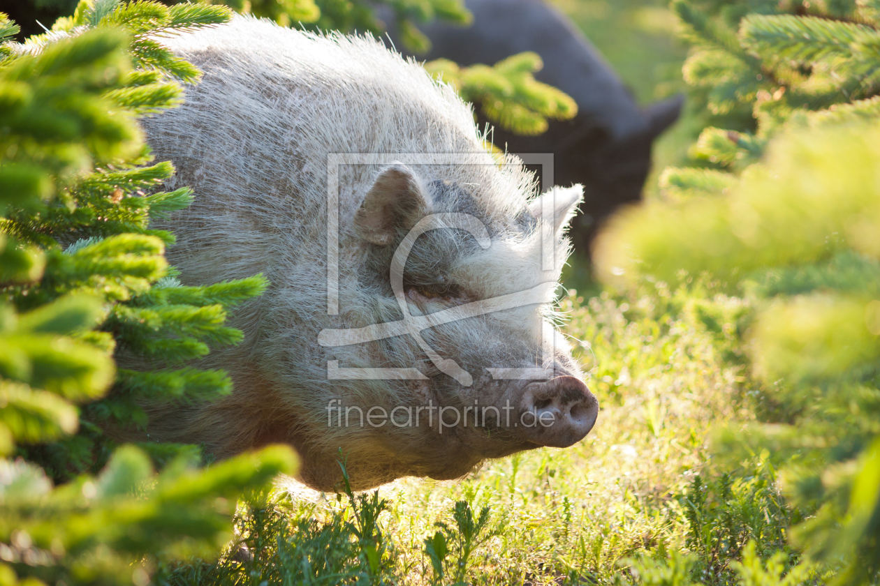 Bild-Nr.: 11034051 Schwein zwischen Tannen erstellt von Gilidhor