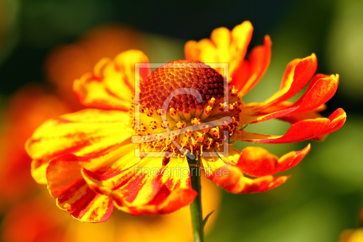 Bild-Nr.: 11034815 Helenium erstellt von falconer59