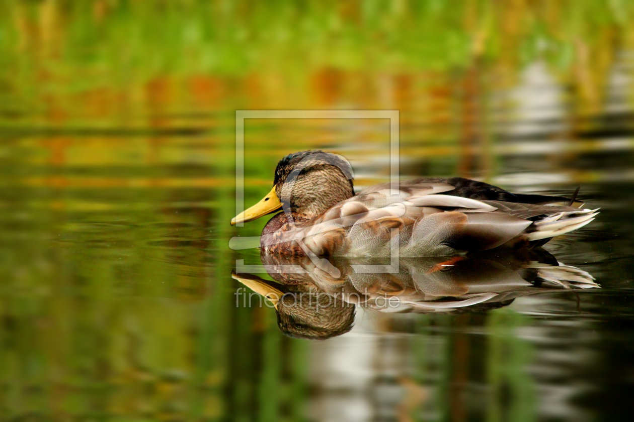 Bild-Nr.: 11036571 Herbstlicher Entenbraten erstellt von Heike Hultsch