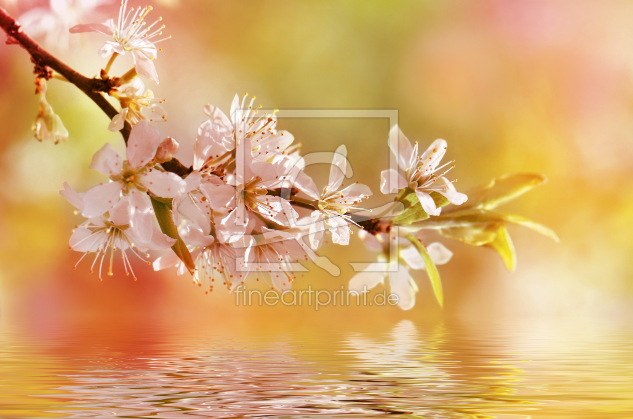 Bild-Nr.: 11037295 Frühlingsblüte erstellt von Atteloi