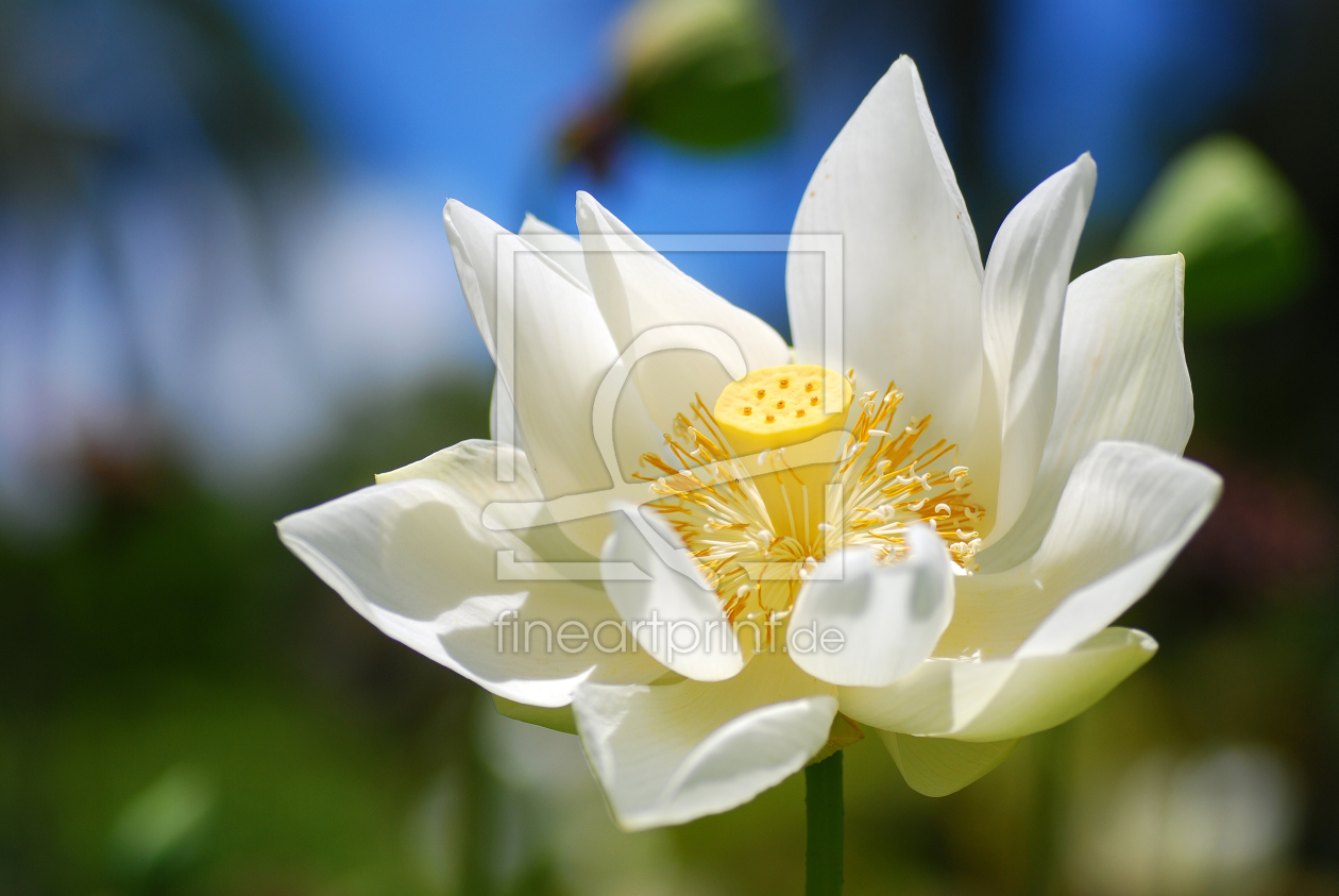 Bild-Nr.: 11037635 Lotusblüte erstellt von Ute Averkamp