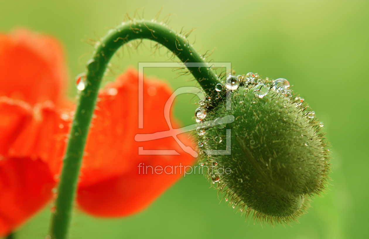 Bild-Nr.: 11039029 Mohn erstellt von Atteloi