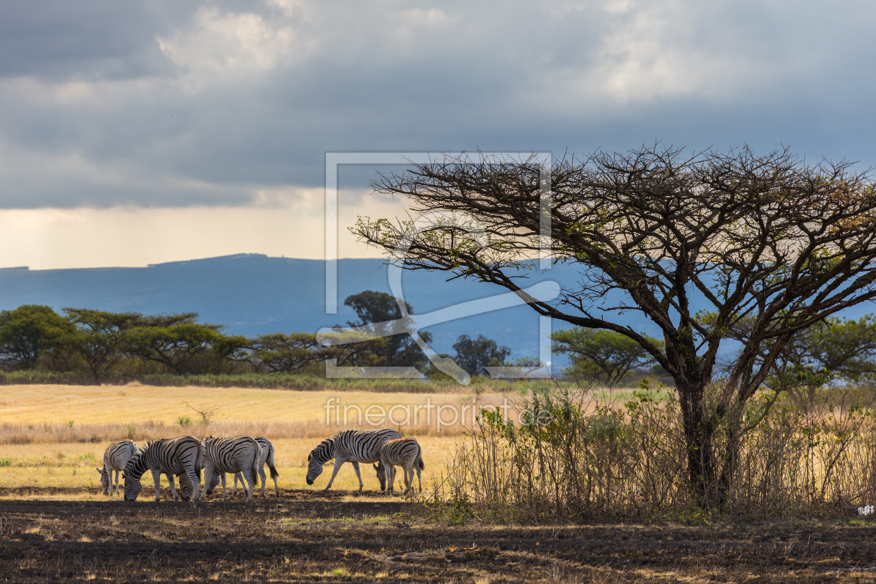 Bild-Nr.: 11039781 African Zebras erstellt von TomKli